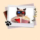 Chương trình nào đang thịnh hành trong thế giới loài mèo?